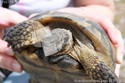 Image of Handheld tortoise - closeup