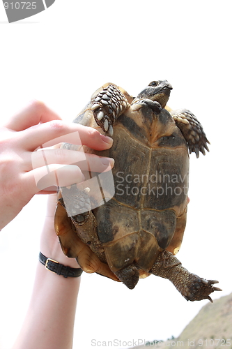 Image of Handheld tortoise