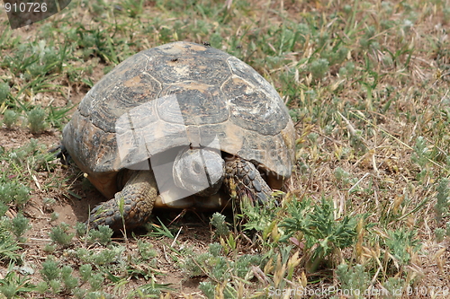 Image of Tortoise walking in the grass