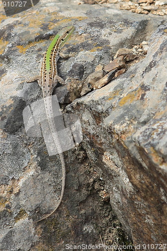 Image of Lizard on the rocks