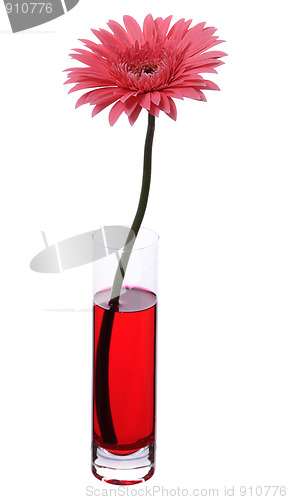 Image of gerbera
