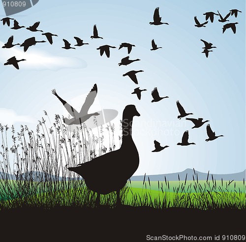 Image of Geese Before Migrating