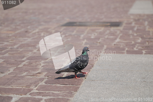 Image of dove on cobblestone pavement