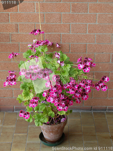Image of Geranium