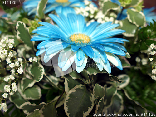 Image of Flowers