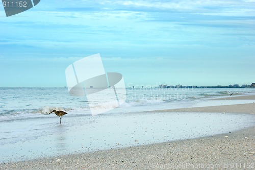 Image of sandpiper on beach