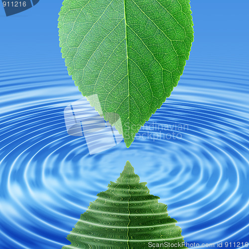 Image of Reflect green leaf in blue water