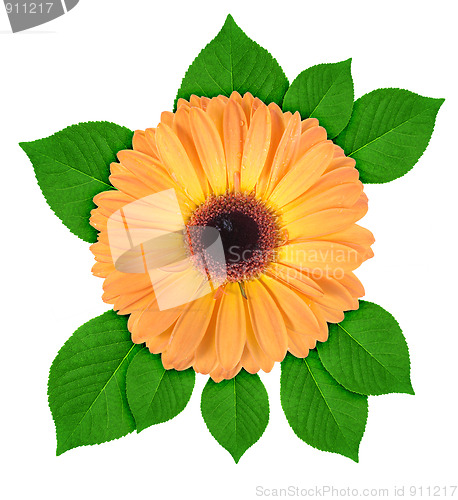 Image of One orange flower with green leaf