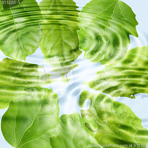 Image of Green leaf under blue water