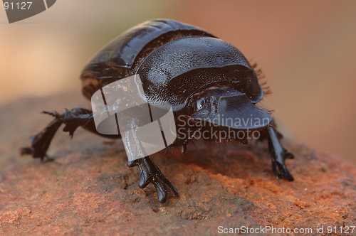 Image of Dung Beetle