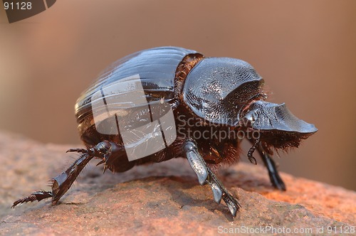 Image of Dung beetle