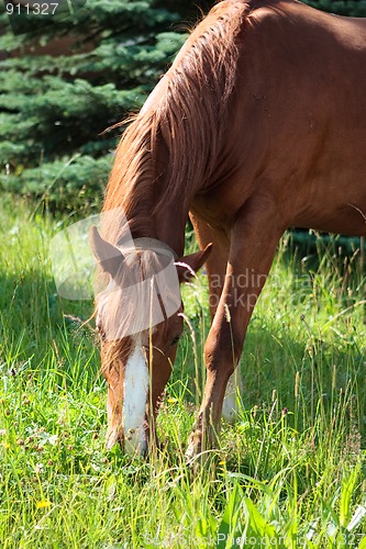 Image of Beautiful brown horse