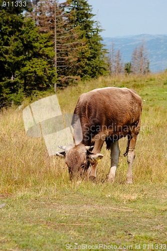 Image of Brown cow browsing