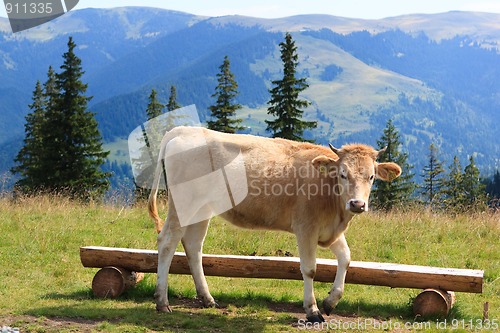 Image of Cow and mountains