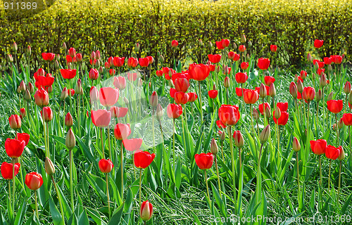 Image of red tulips