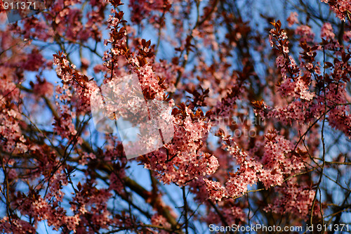 Image of flowers