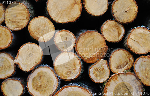 Image of pile of wooden logs