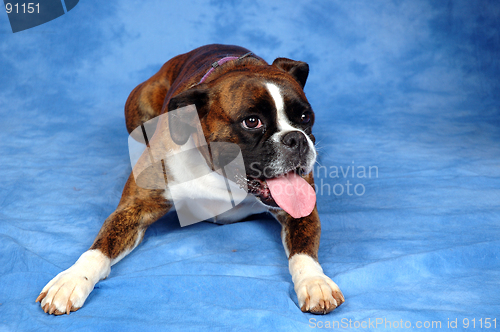 Image of Boxer