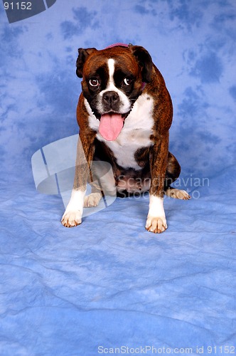 Image of Boxer