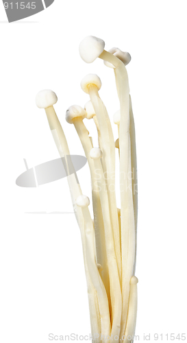 Image of White Raw Mushrooms.