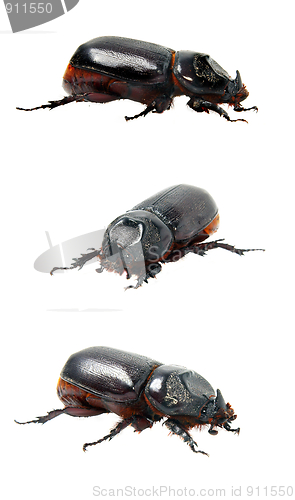 Image of Beetle rhinoceros.