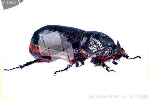 Image of Beetle rhinoceros.