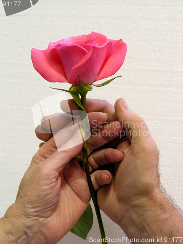 Image of two hands holding a rose