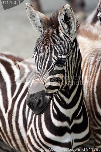 Image of Young zebra
