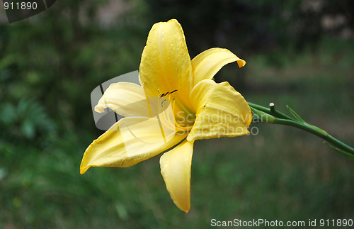 Image of Yellow Flower