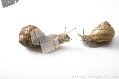 Image of two snail face to face, communication concept