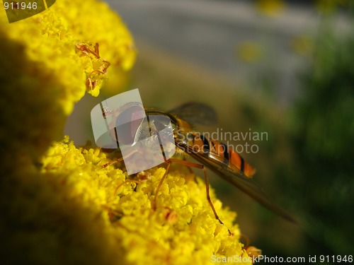 Image of Hover fly