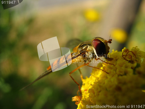 Image of Hover fly