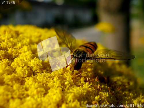 Image of Hover fly