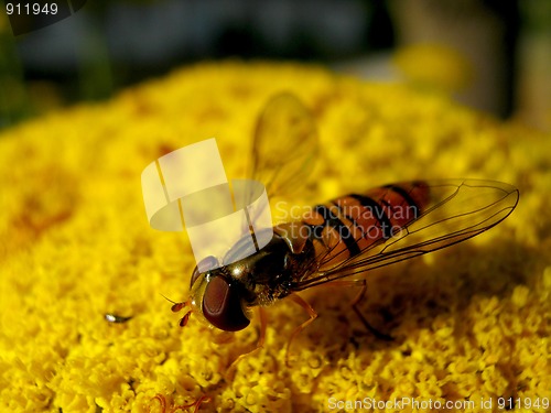 Image of Hover fly