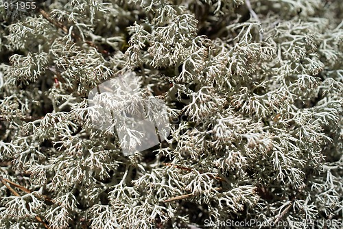 Image of Cladonia portentosa, Reindeer Lichen