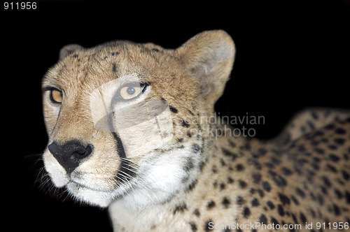 Image of Gepard