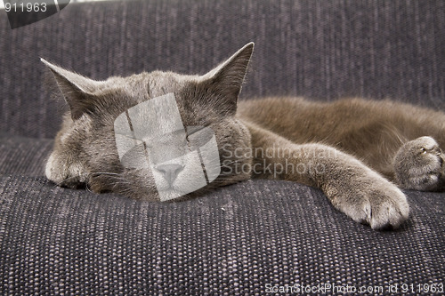 Image of sleepy gray cat