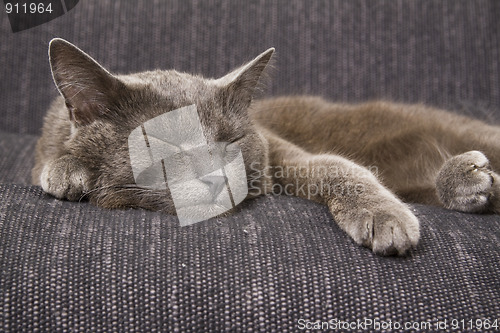 Image of sleepy gray cat