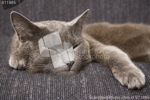 Image of sleepy gray cat