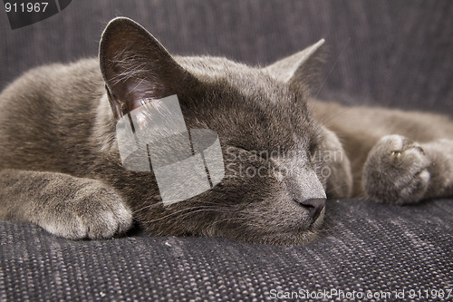 Image of sleepy gray cat