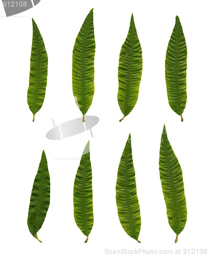Image of Aloysia triphylla (Lipia citriodora)