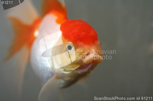 Image of Oranda goldfish