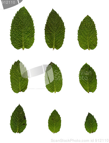 Image of Green mint leafs