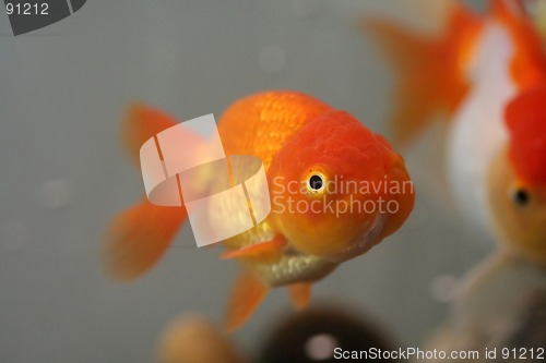 Image of Lion head goldfish