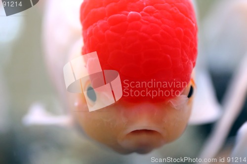 Image of Goldfish