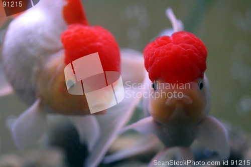 Image of Goldfish