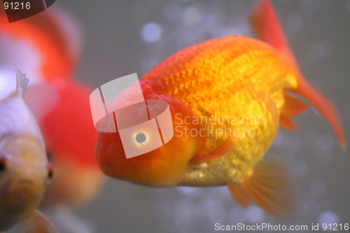 Image of Goldfish