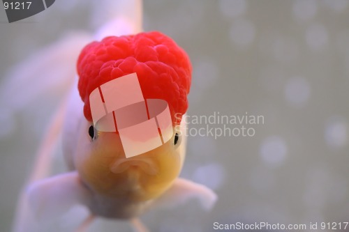 Image of Goldfish