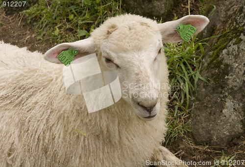 Image of Lamb