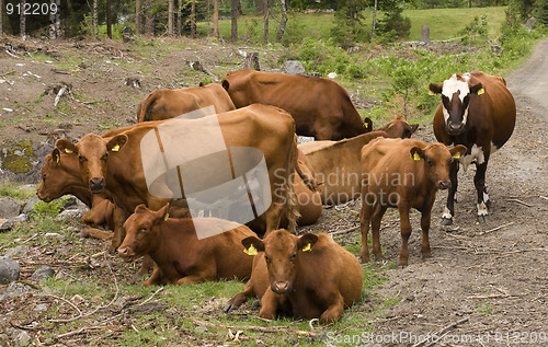 Image of Cows